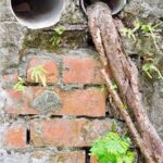 Roots in sewer pipe